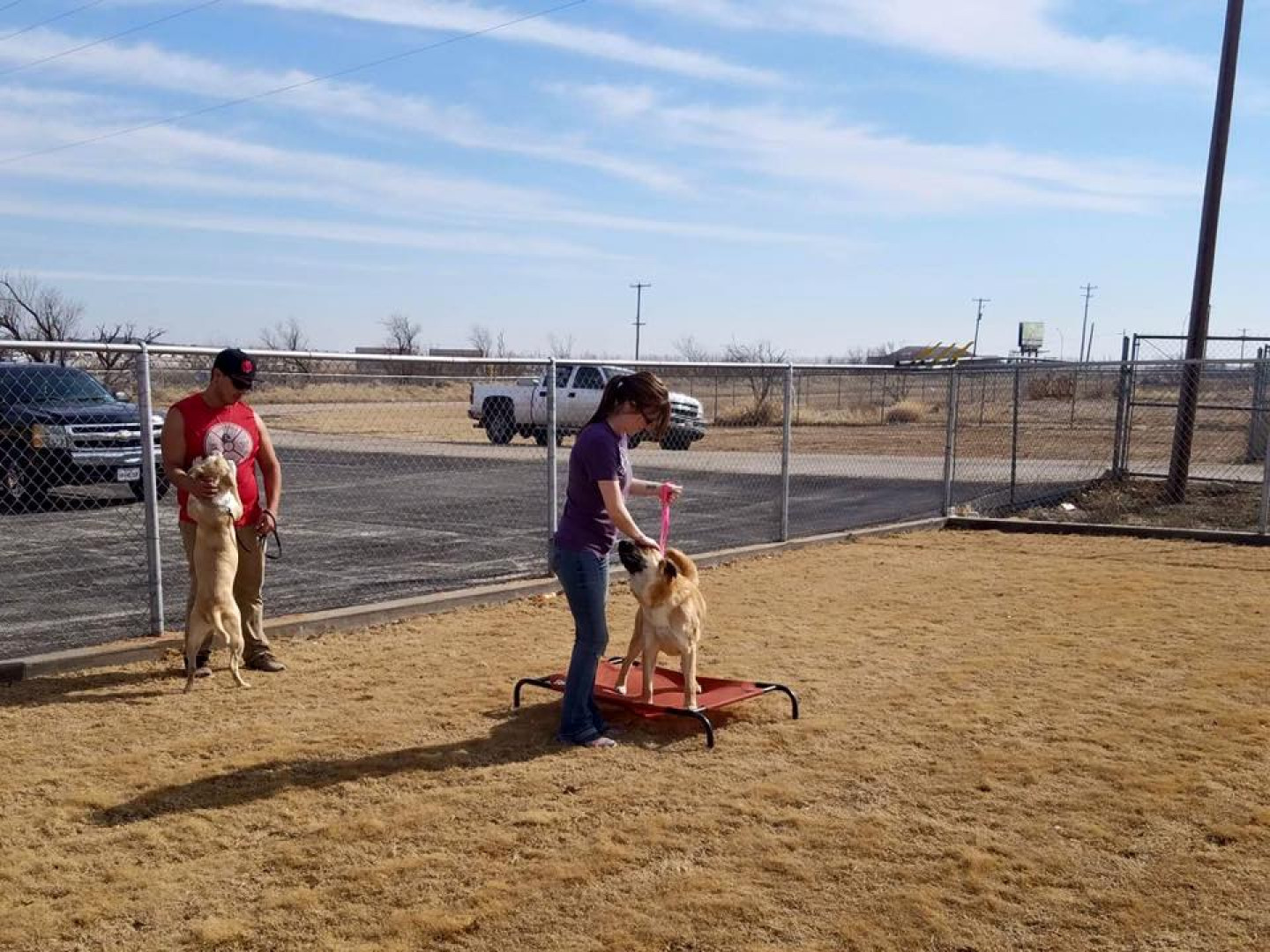 Dog Obedience Training Midland, Odessa, San Angelo, TX & Hobbs, NM
