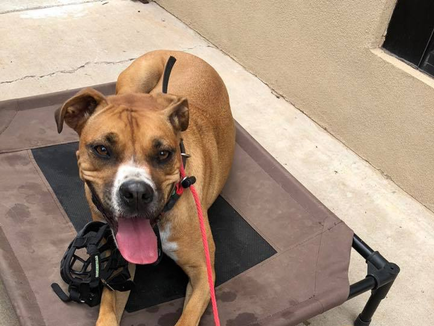 Dog & Puppy Training Service Midland, Odessa, San Angelo, TX & Hobbs